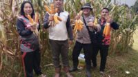 Panen Perdana Jagung Hibrida R1 Nusantara Bersama Bintara Penggerak Desa Pawis Hilir