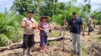 Penanaman Jagung di Desa Belimbing Wujud Dukungan Polsek Silat Hulu terhadap Program Ketahanan Pangan Nasional
