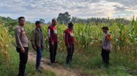 Kapolsek Mempawah Hulu Tinjau Kesiapan Lokasi Panen perdana Tanaman jagung.