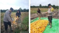 Polsek Kendawangan Bersama Kelompok Tani Pangkalan Padang 2 Desa Air Tarap Laksanakan Panen Jagung Hibrida Seluas 5 Hektar
