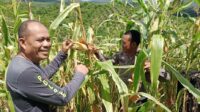 Polsek Mempawah Hulu rutin pantau progres pertumbuhan jagung.