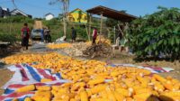 Pasca Panen, Kelompok Tani “Maju Makmur” Proses Manual Jagung
