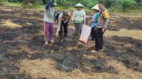 Dukung ketahanan pangan, Kapolsek Mempawah Hulu tanam jagung bersama Poktan.