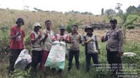 Panen Jagung Poktan Baru Bamula di Desa Keranji Paidang Wujud Sinergi Petani, Polisi, dan Penyuluh