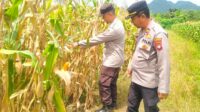 Polsek Singkawang Timur Dukung Ketahanan Pangan, Cek Lahan Jagung Jelang Panen Serentak