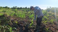 Bhabinkamtibmas Polsek Muara Pawan Bripka Herland cek Pertumbuhan Jagung Hibrida di Dusun Kali Baru