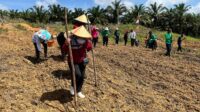 Polres Sanggau Gencarkan Ketahanan Pangan Lewat Penanaman Serentak Jagung Hibrida di Kembayan