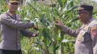 Presiden Prabowo Akan Hadiri Panen Raya Jagung Serentak Dengan Total Luas Lahan 851,12 Ha di Bengkayang