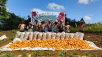 Panen Jagung di Semitau Wujud Dukung Program Swasembada Pangan 2025