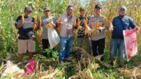 BHABINKAMTIBMAS DESA SUNGAI MELAYU AIPDA M. AZIZ HADIRI KEGIATAN PANEN JAGUNG HIBRIDA BERSAMA KELOMPOK TANI KARYA BERSAMA