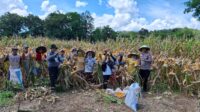 Bentuk dukungan dan motivasi kepada masyarakat, Pamatwil bersama Bintara penggerak Hadir Panen Jagung.