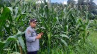 Bhabinkamtibmas dan Bintara Penggerak Desa Andeng Laksanakan Pengawasan Perkembangan Tanaman Jagung