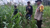 Dampingi Petani Mandiri Bhabinkamtibmas dan PPL Rutin Cek Progres Tanaman Jagung