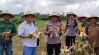 Kapolsek Tumbang Titi IPTU I Made Bersama Anggota Laksanakan Pemanenan Jagung Hibrida di Lahan PT. Lestari Abadi Perkasa