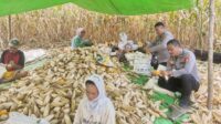 Bintara Pengerak Ketahanan Pangan Desa Semade Panen Jagung Mandiri