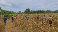 Kapolsek Mempawah Hulu cek lokasi yang akan dijadikan lokasi panen jagung serentak .