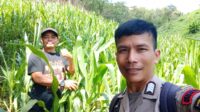 Bintara pengerak Ketahanan Pangan Desa Songga Lakukan Pengecekan Tanaman Jagung
