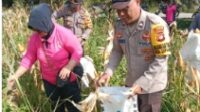 Bhabinkamtibmas Beri Semangat Kepada Petani Saat Panen Jagung