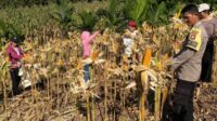Panen Perdana Jagung Hibrida Ri-1 oleh KWT Anggrek Bersama Bintara Penggerak diDusun Pangkalan Berlangsung Sukses