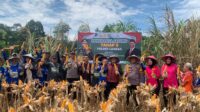 Polres Landak Bersama Pamatwil Polda Kalbar Dan Kelompok Tani Nyimpuk Laksanakan Panen Raya Jagung Tahap II di Desa Tunang, Hasilkan 10 Ton dari Lahan 2,3 Hektar