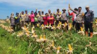 Kapolsek Muara Pawan bersama Kelompok Tani Pematang Manggris Gelar Panen Jagung Hibrida di Desa Sukamaju