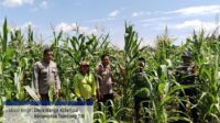 Kapolsek Tumbang Titi Laksanakan Pengecekan Tanaman Jagung Hibrida di Desa Jungkal