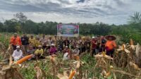 Polsek Meranti Panen Raya Jagung Tahap II