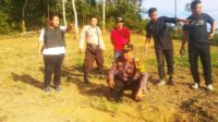 Kapolsek Sebangki Bersama Tim Lakukan Pengecekan Progres Tanaman Jagung di Lahan Demplot Rajawali