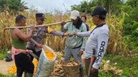 Polsek Sekadau Hulu Gelar Panen Jagung Hibrida di Lahan PT MJP 3 Kiatak