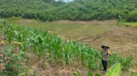 Kapolsek Air Besar Tinjau Lahan Demplot Jagung Hibrida, Dorong Ketahanan Pangan di Wilayah Pedalaman