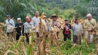 Panen Jagung Perkuat Ketahanan Pangan Lokal di Balai Batang Tarang