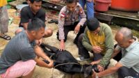 Polsek Sekayam Kawal Ketat Penyembelihan Hewan Kurban Idul Adha 1446 H, Kamtibmas Terjaga Aman dan Kondusif
