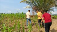 Kapolres Melawi Pantau Progres Perkembangan Jagung