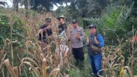 Panen Jagung Hibrida R1 Nusantara Bersama Bintara Penggerak Desa Kayu Ara