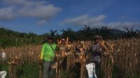 Bhabinkamtibmas Polsek Tumbang Titi Panen Jagung Hibrida di Desa Kali Mas Baru