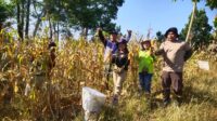 Panen Jagung Dorong Ketahanan Pangan Lokal di Tayan Hulu, Petani Terus Bangkit Meski Diterpa Tantangan