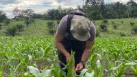 KAPOLSEK CEK PERKEMBANGAN TANAMAN JAGUNG DI LAHAN DEMPLOT POLSEK MERANTI DALAM RANGKA MENDUKUNG SWASEMBADA PANGAN TAHUN 2025