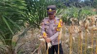 Panen Jagung di Kecamatan Bonti: Bukti Nyata Komitmen Mendukung Ketahanan Pangan Nasional