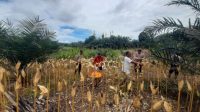 Panen Jagung di Kecamatan Bonti: Bukti Nyata Komitmen Mendukung Ketahanan Pangan Nasional