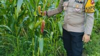 Kapolsek Delta Pawan Cek Perkembangan Tanaman Jagung Hibrida di Lahan Kelompok Tani Nilam 2