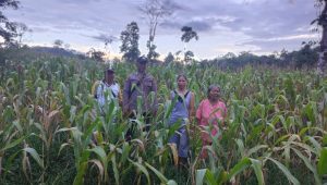 Bintara Pengerak Ketahanan Pangan Desa Padang Pio Cek Progres Tanaman Jagung