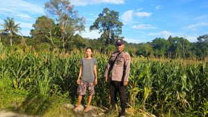 0,7 Ha Lahan Jagung Di Dusun Padang Pio KWT Karumi Mandiri