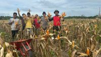 Kapolsek Nanga Tayap Bersama Bhabinkamtibmas Panen Jagung Hibrida di Desa Lembah Hijau 2