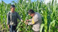 Bhabinkamtibmas Polsek Muara Pawan Laksanakan Cek Pertumbuhan Jagung Hibrida di Desa Sungai Awan Kiri