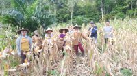 PANEN JAGUNG MERIAHKAN DUSUN TAMPI BIDE: WUJUD KEBERSAMAAN DAN KETAHANAN PANGAN