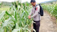 Bintara penggerak Polsek Mempawah Hulu cek progres pertumbuhan Tanaman jagung
