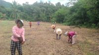 Dukung program Asta cita, warga Sabaka bertanam jagung