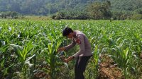 Polsek Sekayam Kawal Ketahanan Pangan, Lahan Jagung 1 Hektare Dirawat Intensif