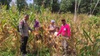 Panen Jagung di Desa Pahauman: Harapan dan Tantangan di Tengah Serangan Hama
