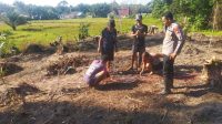 Kapolsek Sebangki Turun Langsung ke Sawah, Dukung Ketahanan Pangan Lewat Penanaman Jagung Tahap 2 di Desa Sebangki
